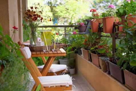The basic rules and councils when gardening balcony
