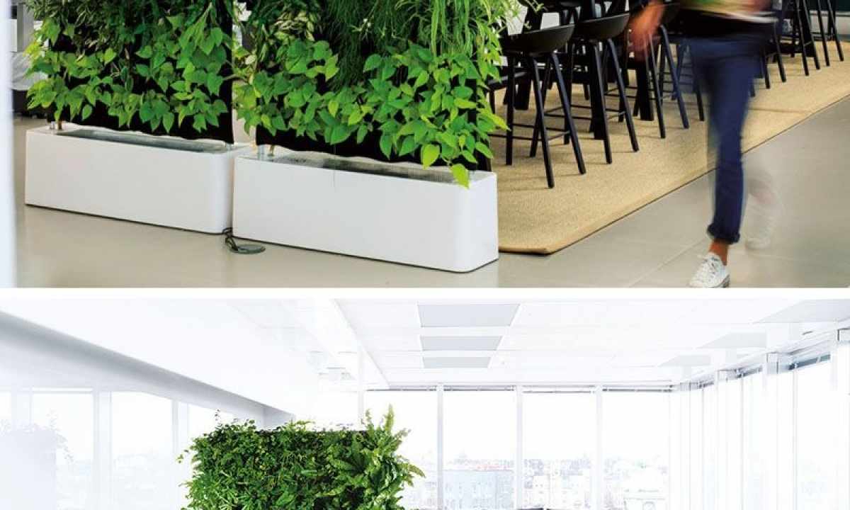 As it is better to make in the apartment partition of plants