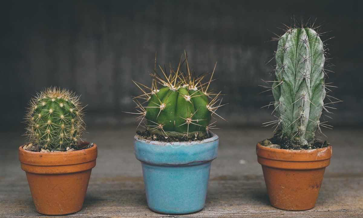 How to replace cactus