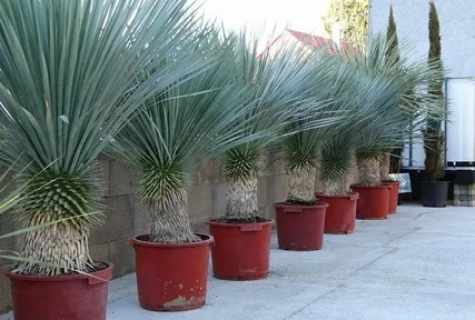 How to seat yucca