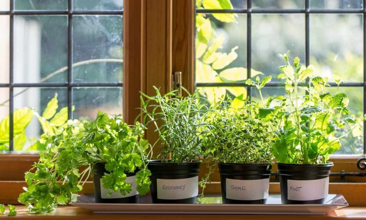 What plants create positive power in the house