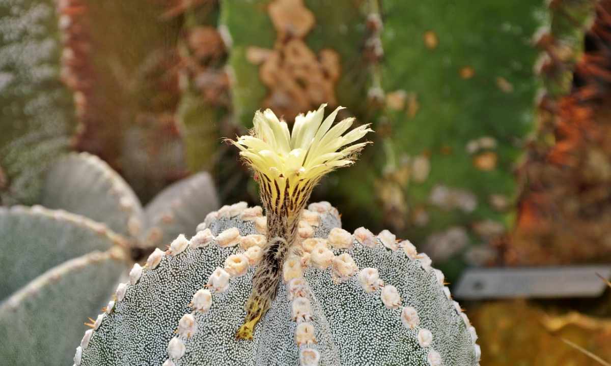 How to force cacti to blossom