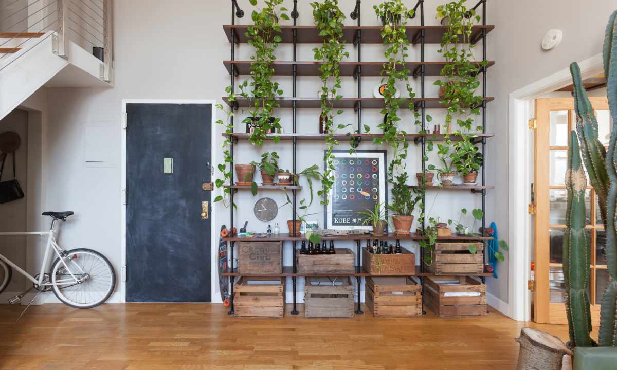 What plants it is possible to decorate the apartment