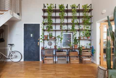 What plants it is possible to decorate the apartment