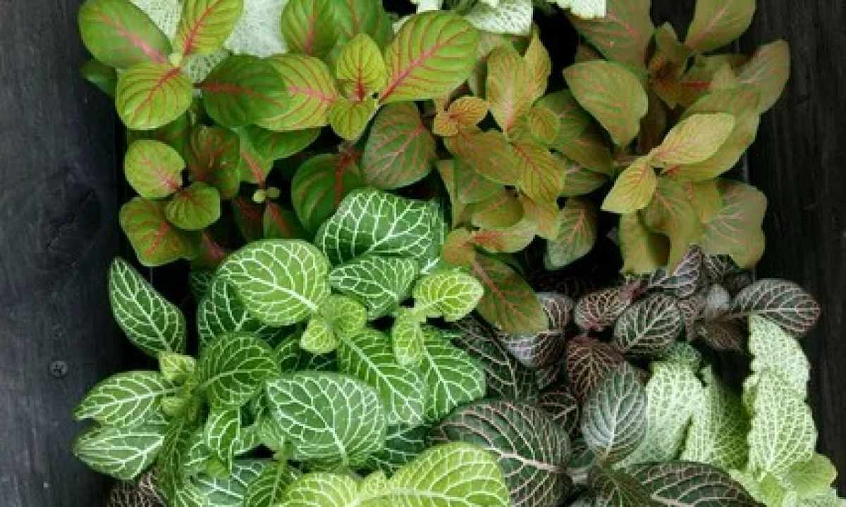 Fittonia - care in house conditions