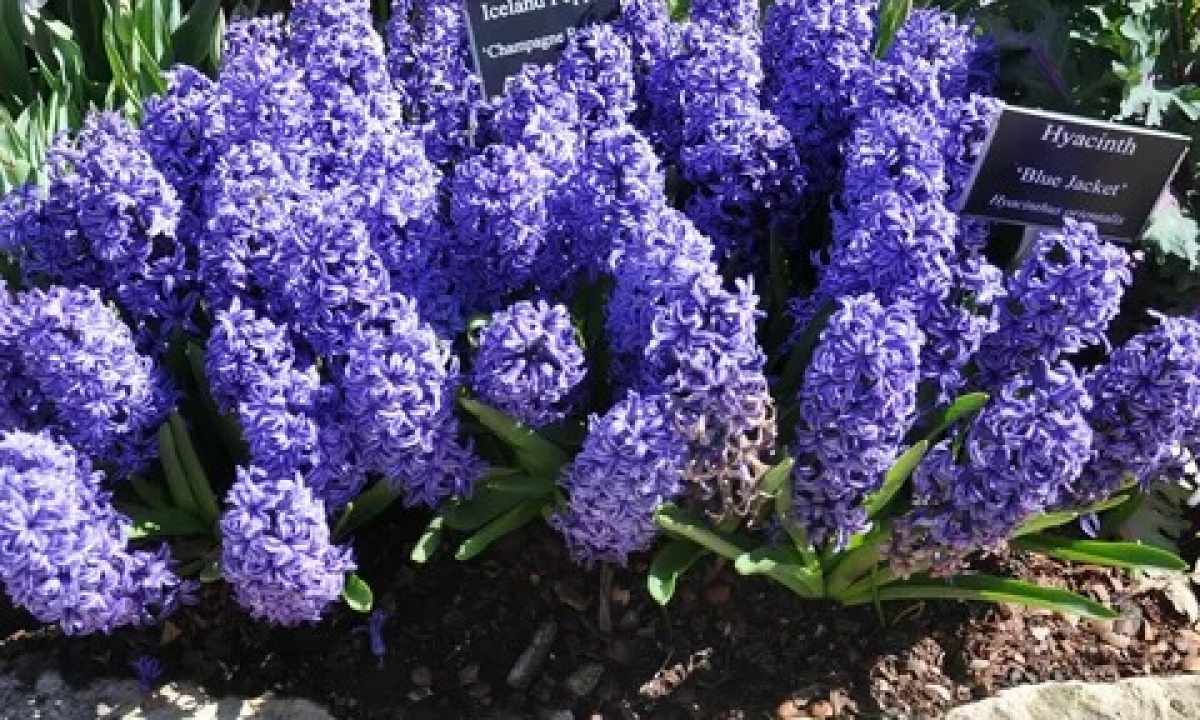 How to grow up house hyacinths