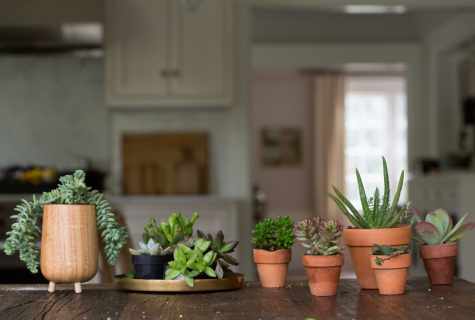 What houseplants demand least of all leaving