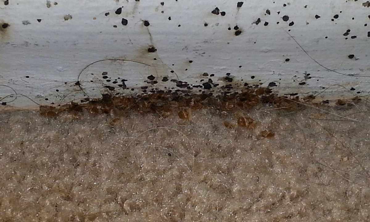 How to remove bugs in house conditions