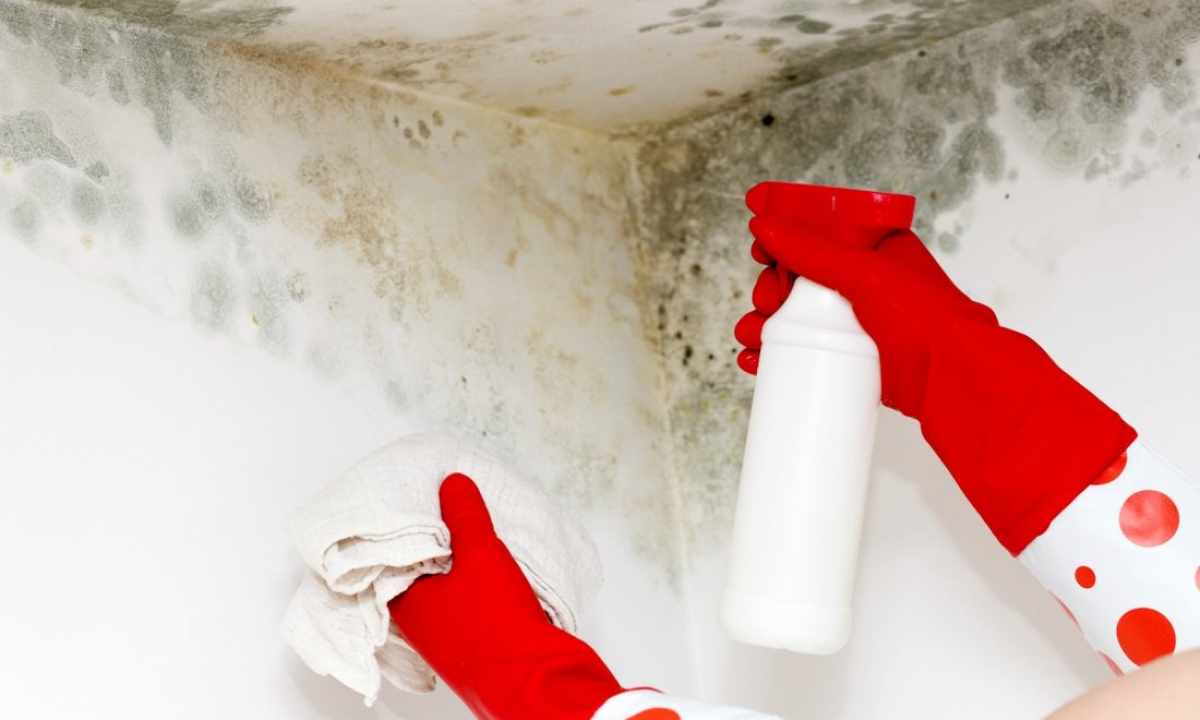 How forever to get rid of mold in the apartment
