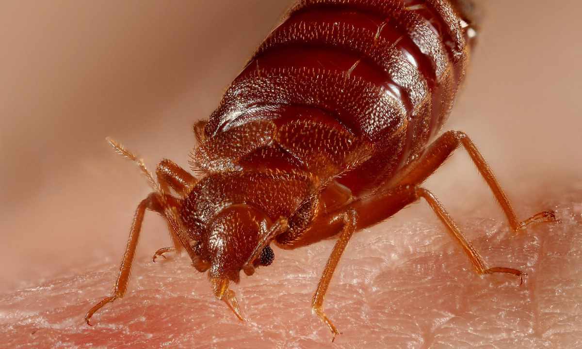 How to destroy bed bugs