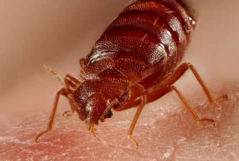 How to destroy bed bugs