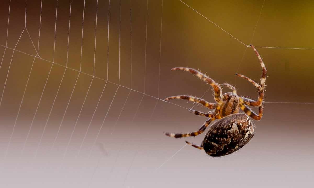 How to get rid of spiders in the apartment