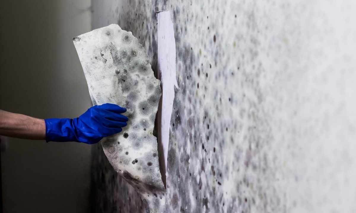 How to fight against mold of walls