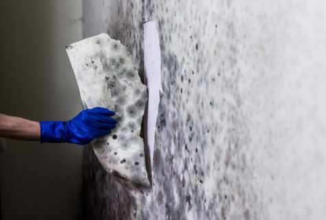 How to fight against mold of walls