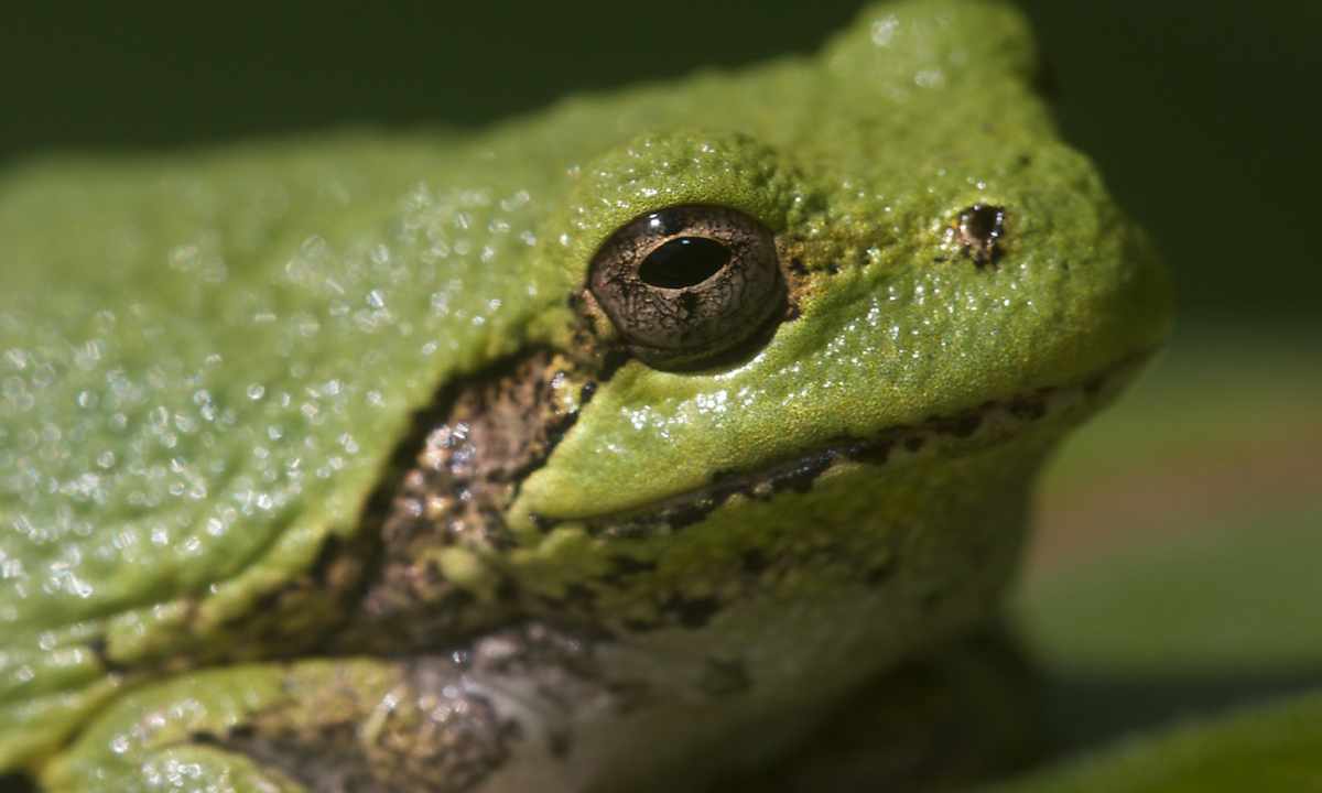 How to get rid of frogs of the house