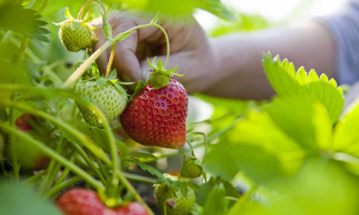 How to process strawberry