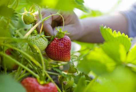 How to process strawberry