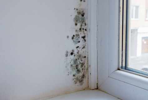 Than the fungus on walls is harmful