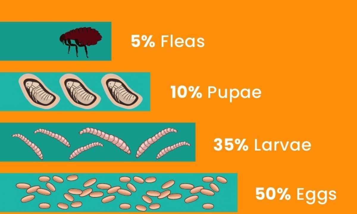 How to get rid of earth fleas