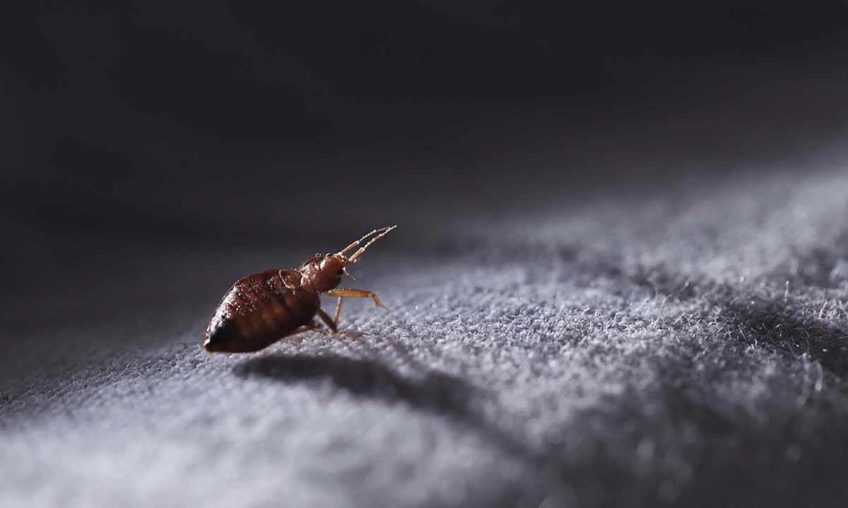 How to get rid of domestic bugs in the apartment