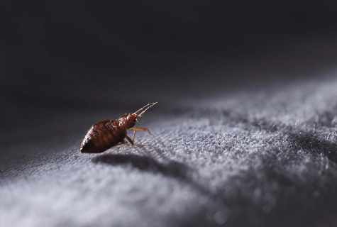 How to get rid of domestic bugs in the apartment