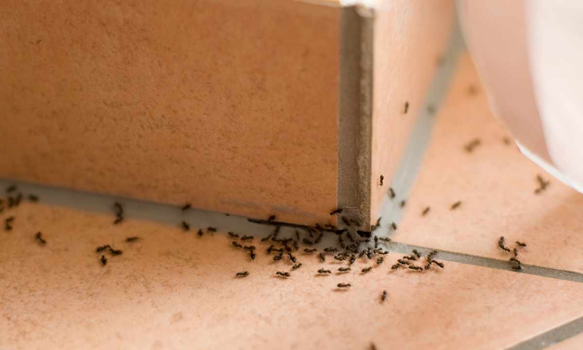 How to remove red domestic ants