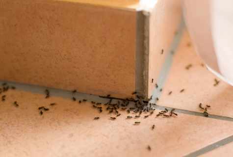 How to remove red domestic ants