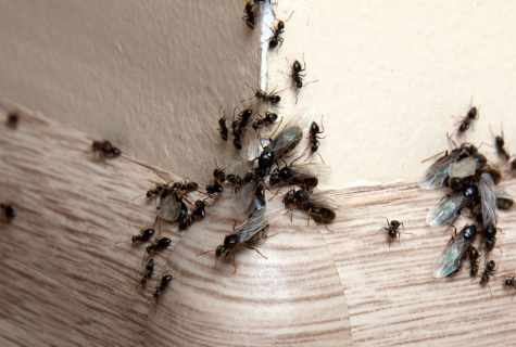 How to remove ants in the house