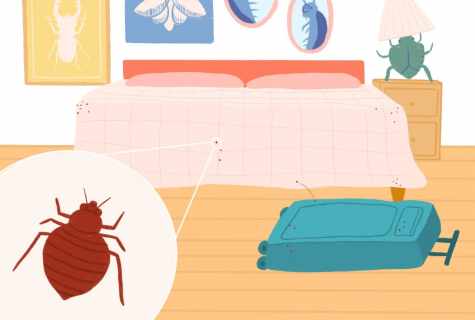 How to destroy bed bugs: personal experience
