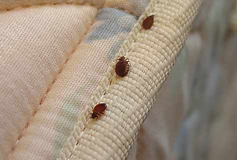 How to get rid of bed bugs in house conditions
