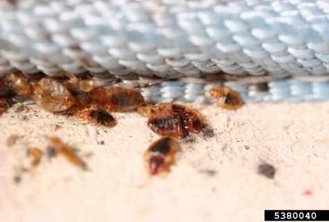 How to get rid of bugs in the apartment in house conditions independently