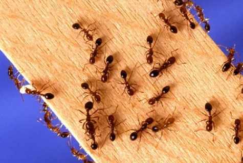 How to get rid of wood lice
