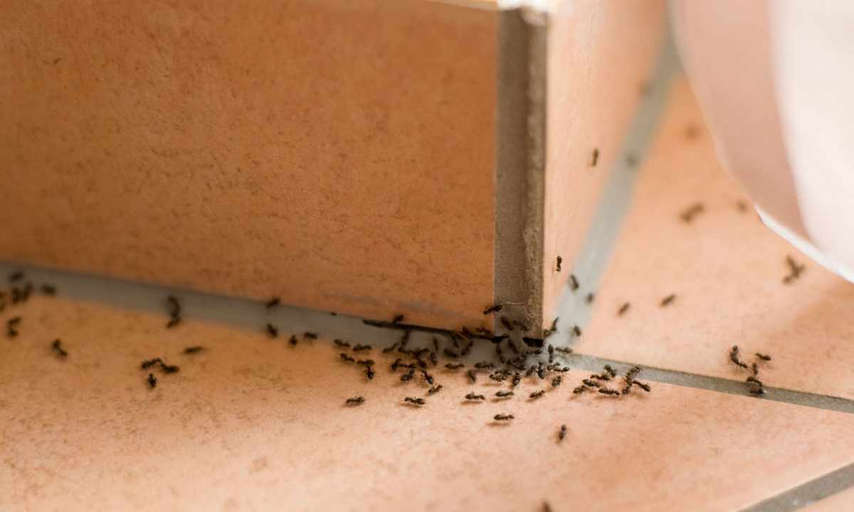 How to get rid of insects in the apartment