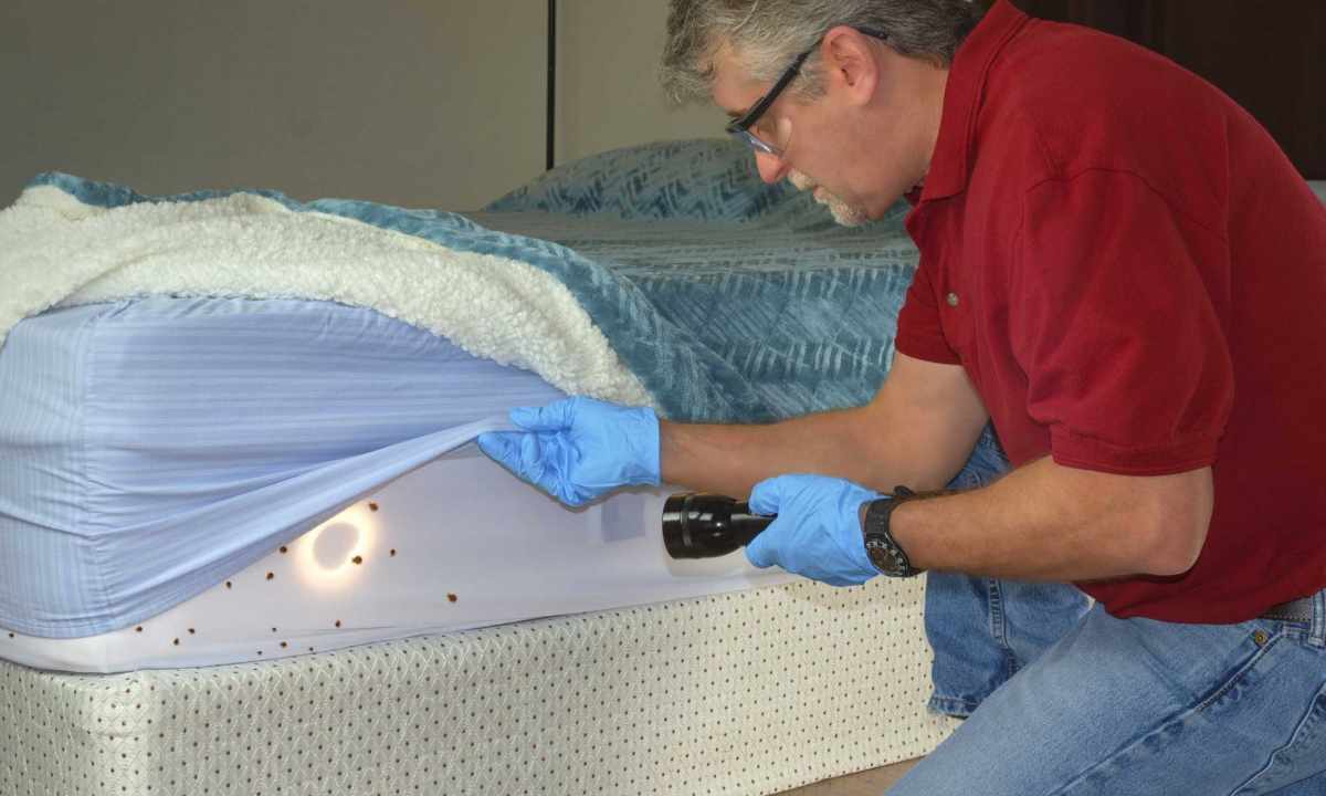 How to remove bug bed
