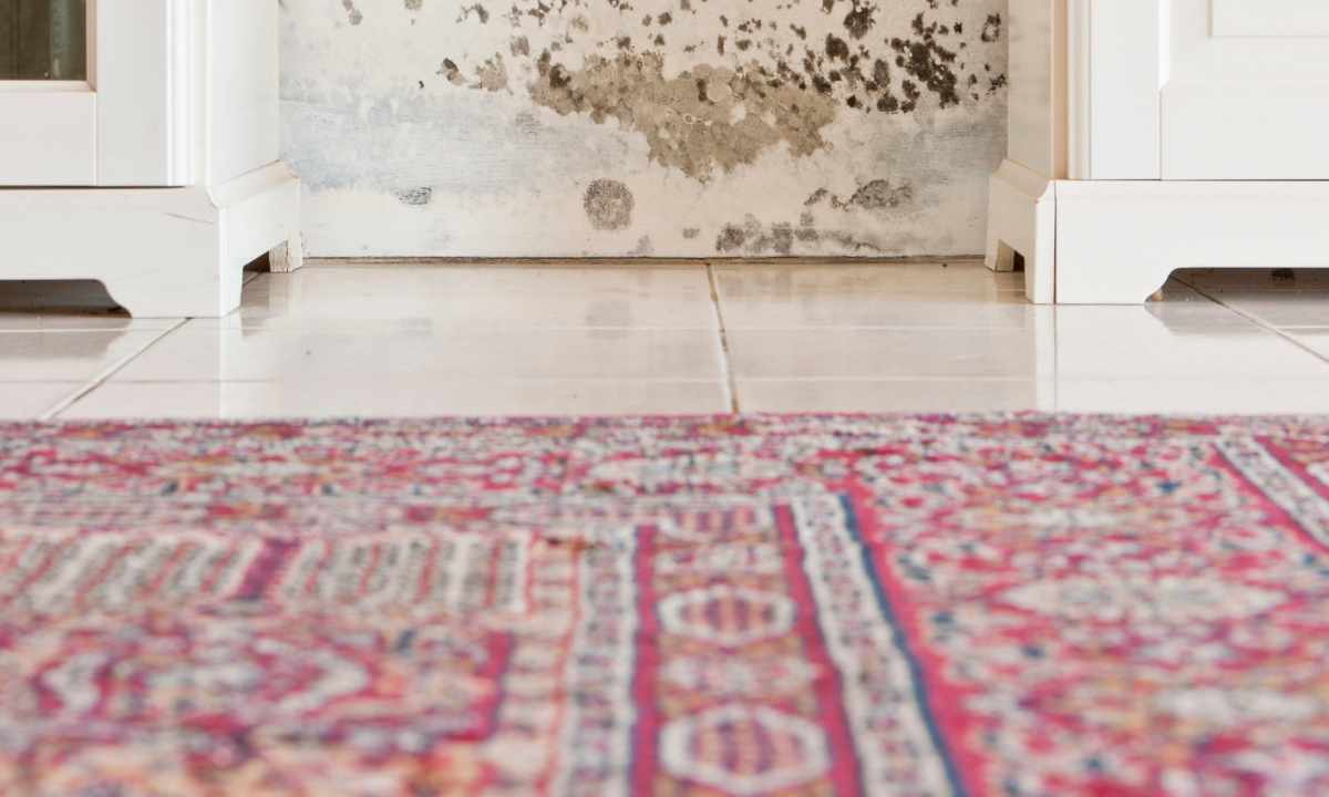 How to get rid of mold in the apartment