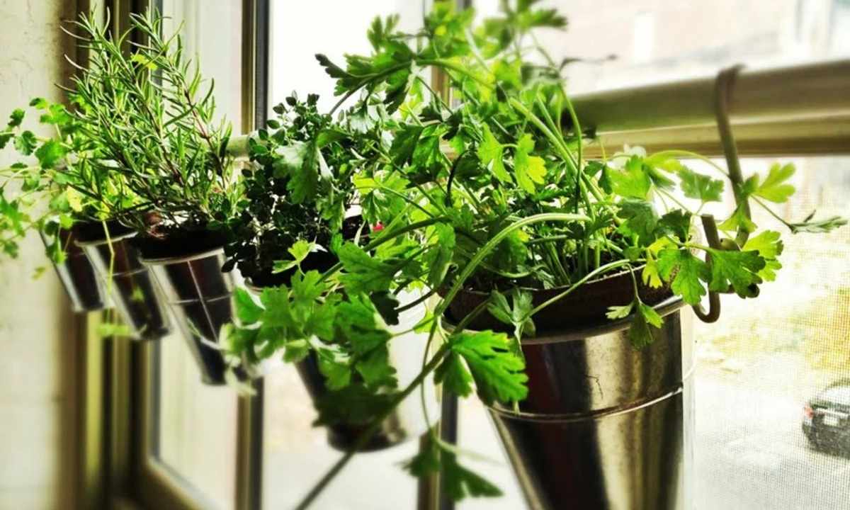 How to get rid of midges in window plants