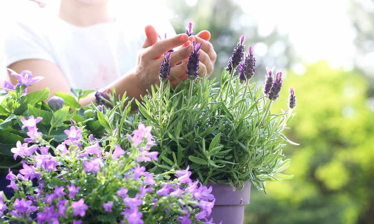 How to grow up house lavender on the balcony