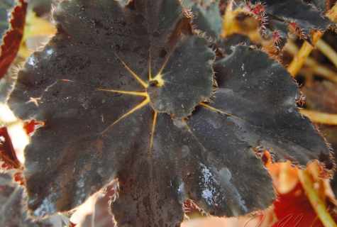 Why at begonia leaves dry