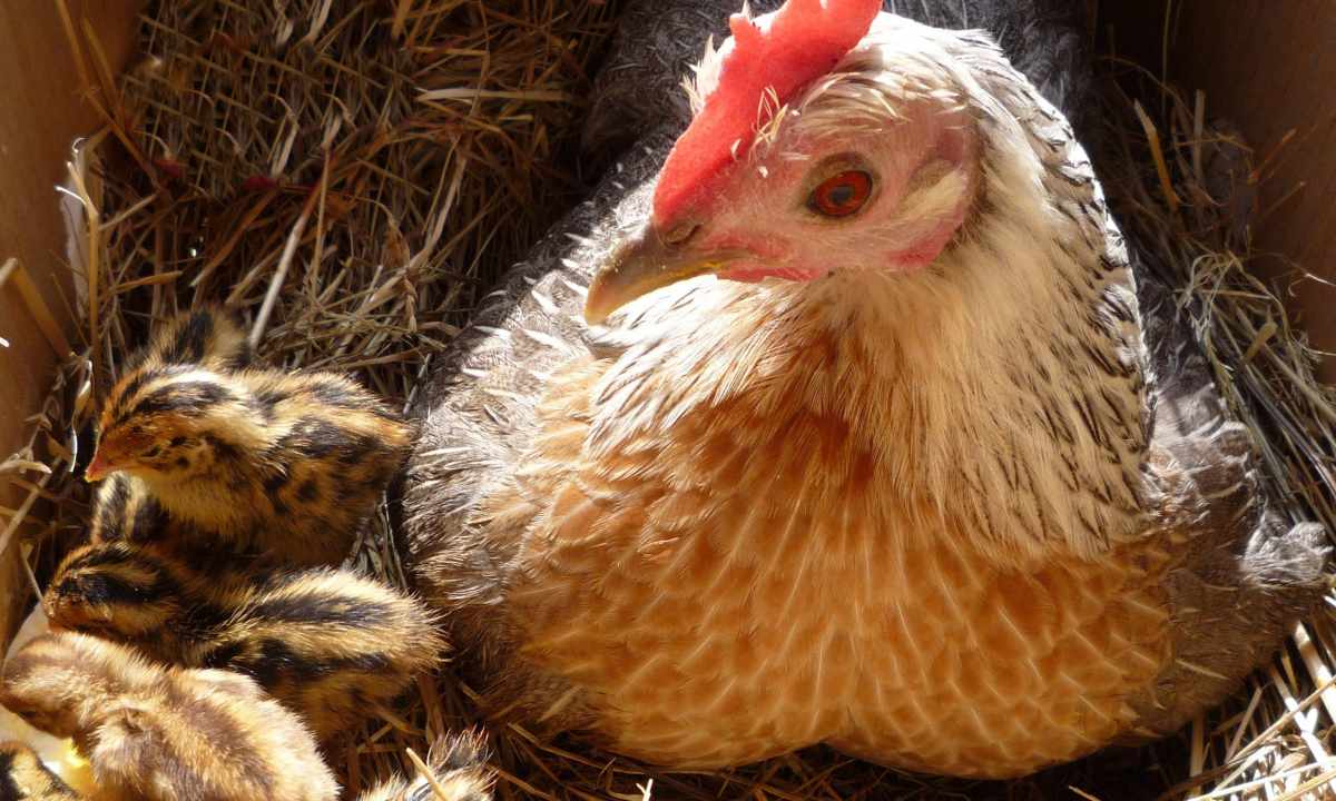 Keeping of laying hens: feeding, leaving, reproduction