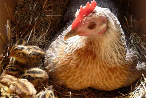 Keeping of laying hens: feeding, leaving, reproduction