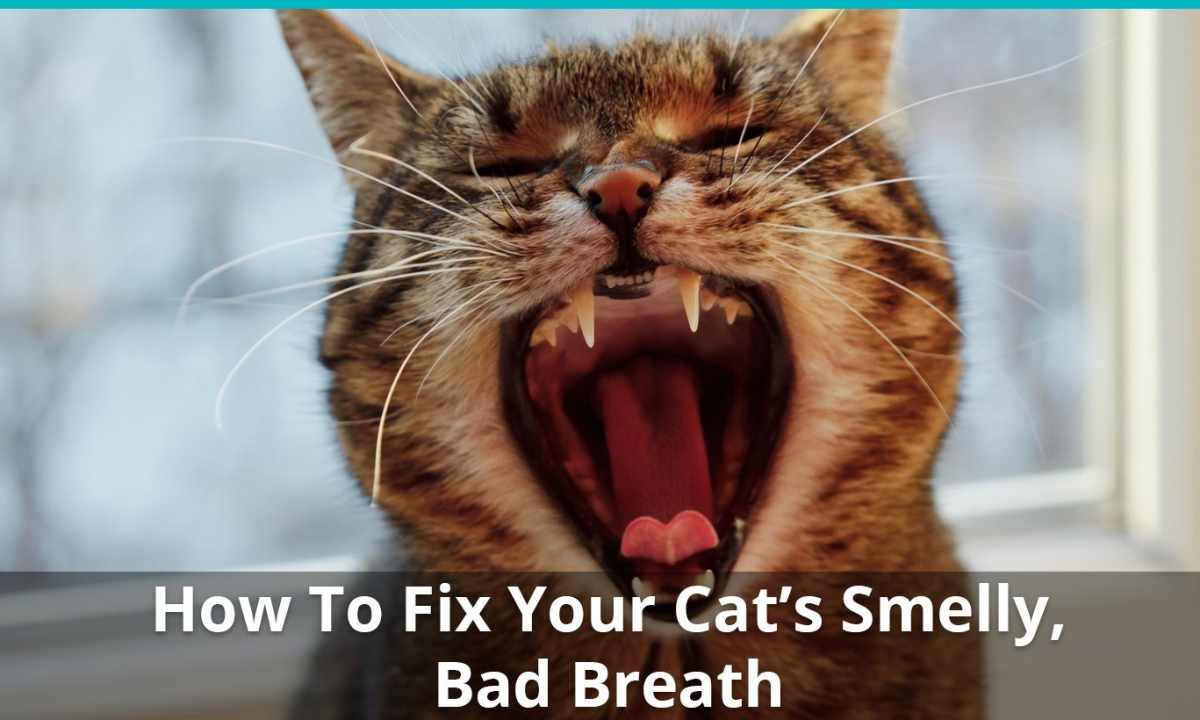 The cat shows discontent – how to get rid of smell?