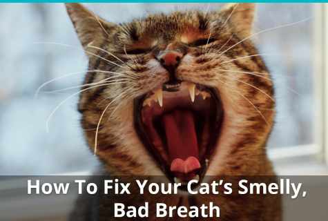 The cat shows discontent – how to get rid of smell?