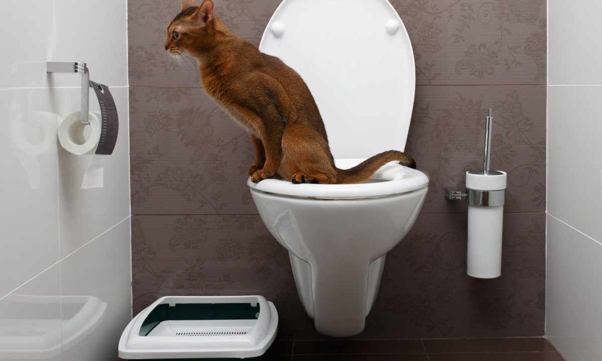 How to remove smell from cat's urine