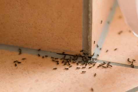 How to get rid at home of ants