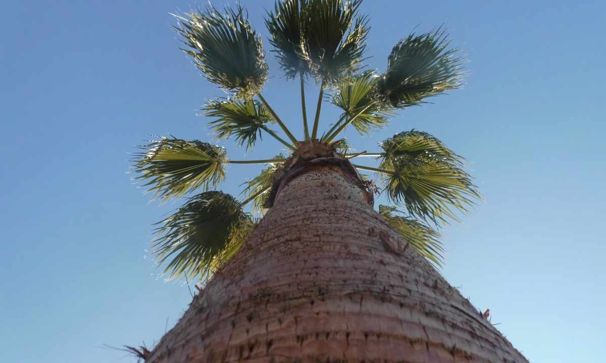 How to plant date palm tree