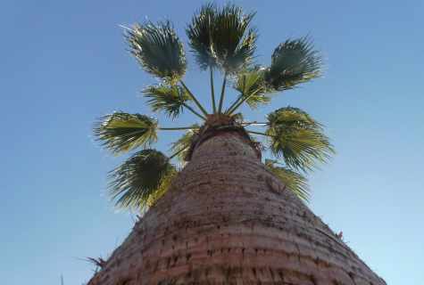 How to plant date palm tree
