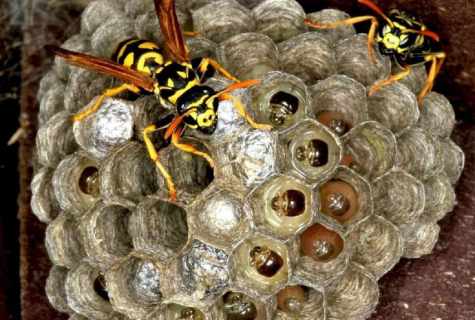 How to get rid of wasps and to remove hornet's nest