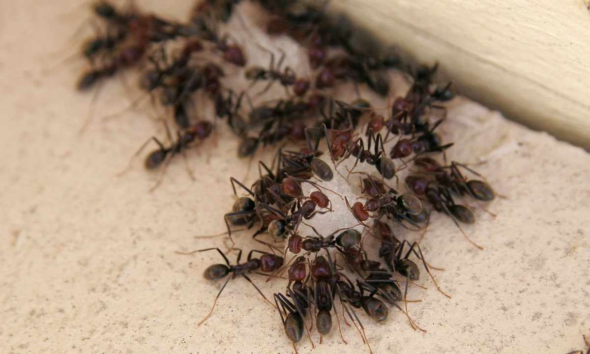 How to bring ants out of the apartment