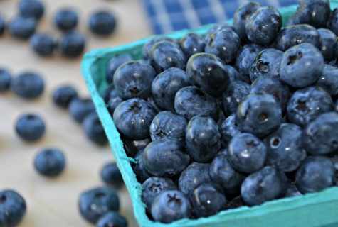 How to pick bilberry