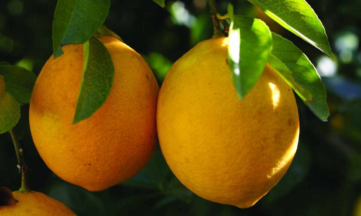 How to grow up citrus